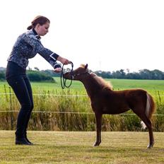 Amerikansk Miniature Highlight The Royal Affair