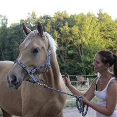 Palomino Magic Missya