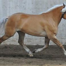 Haflinger Nynne Wican