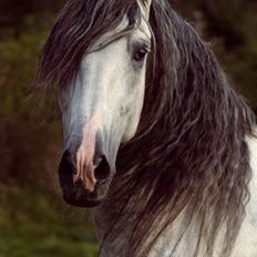 Pura Raza Española Urbano