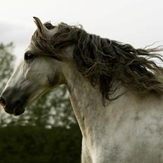 Pura Raza Española Urbano