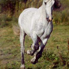 Pura Raza Española Urbano