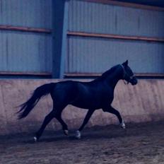 Dansk Varmblod Champ-Siin