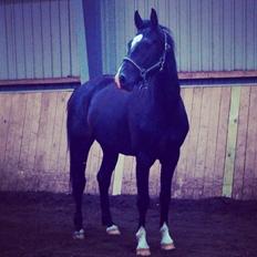 Dansk Varmblod Champ-Siin