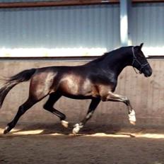 Dansk Varmblod Champ-Siin