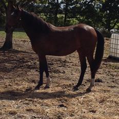 Pinto Søgård's midnight bliver kaldt diva