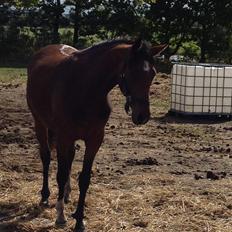 Pinto Søgård's midnight bliver kaldt diva