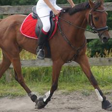 Hollandsk Sportspony Nike