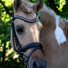 Anden særlig race Molly<3