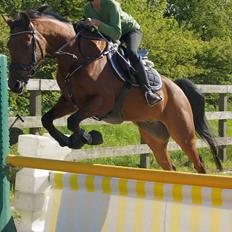 Hollandsk Sportspony Nike