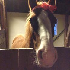 DSP Phønix "Lånepony"