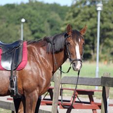 Hannoveraner winzerkind