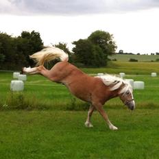 Haflinger WICMONDO