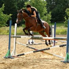 Hollandsk Sportspony Coco Djambo