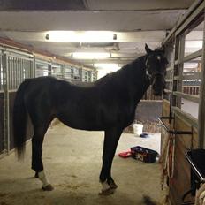 Dansk Varmblod Capaia