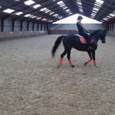 Dansk Varmblod Capaia