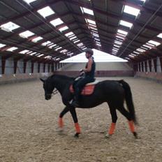 Dansk Varmblod Capaia