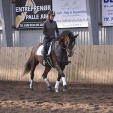 Dansk Varmblod Steensgaards Laktose (Tove) 