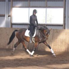 Dansk Varmblod Steensgaards Laktose (Tove) 