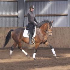 Dansk Varmblod Steensgaards Laktose (Tove) 