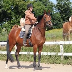 Dansk Varmblod Quiet