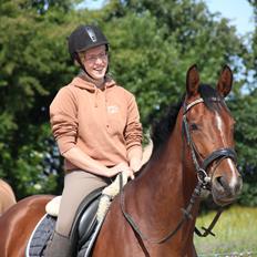 Dansk Varmblod Quiet