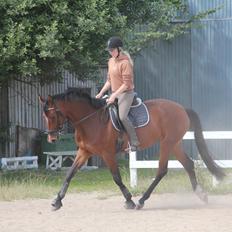 Dansk Varmblod Quiet