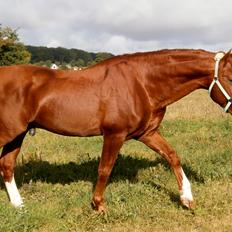 Frederiksborg Matador af Iglsø (Himmelhest) R.I.P