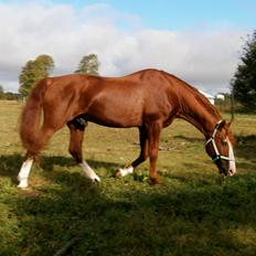 Frederiksborg Matador af Iglsø (Himmelhest) R.I.P