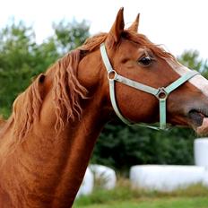 Frederiksborg Matador af Iglsø (Himmelhest) R.I.P