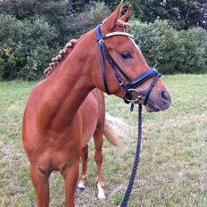 Arabisk fuldblod (OX) KI Gharib