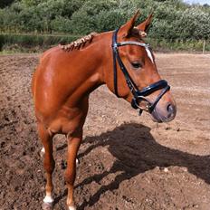 Arabisk fuldblod (OX) KI Gharib