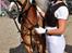 Haflinger Baflo af Brunbjerg - Avlshingst