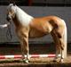 Haflinger Nynne Wican