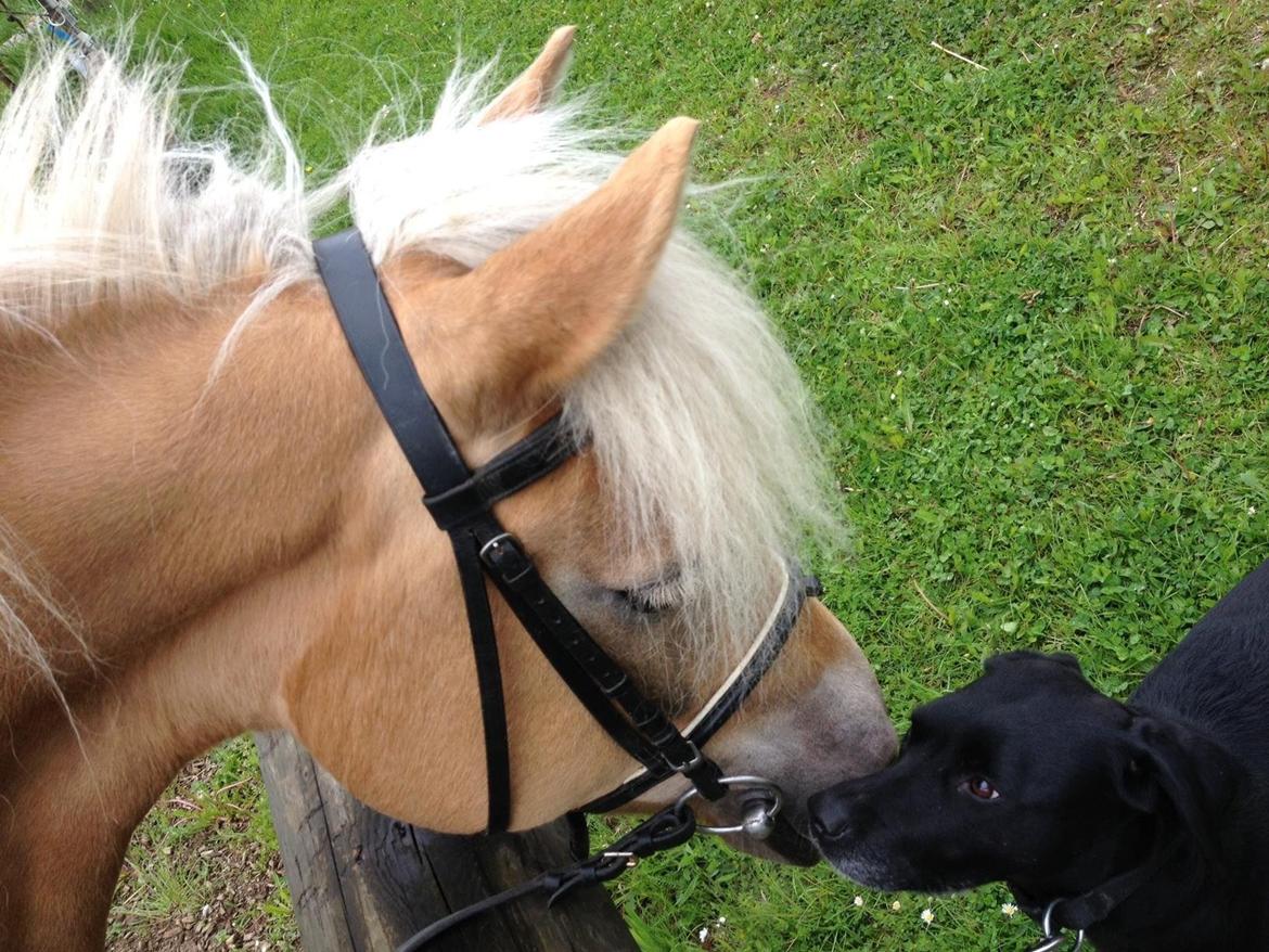 Haflinger Carola af lille Rosenlund - Mine to piger<33 billede 6