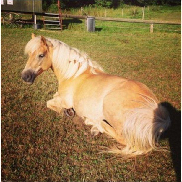 Haflinger Carola af lille Rosenlund billede 8