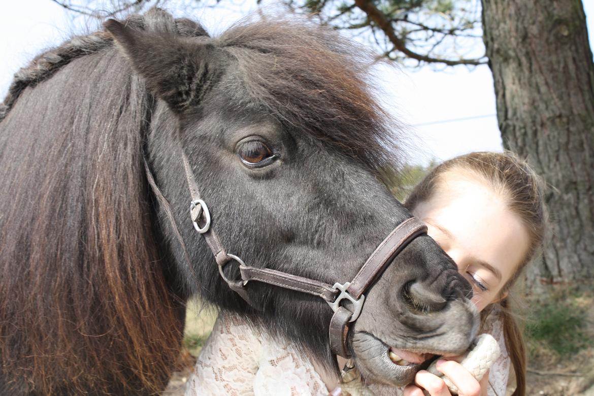 Shetlænder Sally <3 //My Soulmate// billede 10