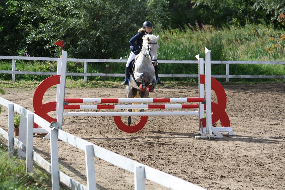 Welsh Cob (sec D) Athos/Mowgli - Mowgli og Cecilie til stævne på Ponygården i LB2** Foto - Mig billede 8