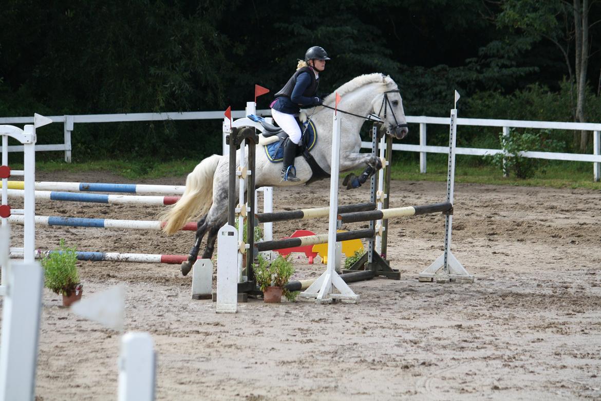 Welsh Cob (sec D) Athos/Mowgli - Mowgli og Cecilie til stævne på Ponygården i LB2** Foto - Mig billede 3