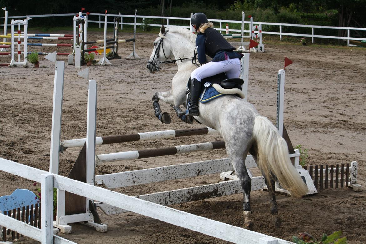 Welsh Cob (sec D) Athos/Mowgli - Mowgli og Cecilie til stævne på Ponygården i LB2** Foto - Mig billede 2