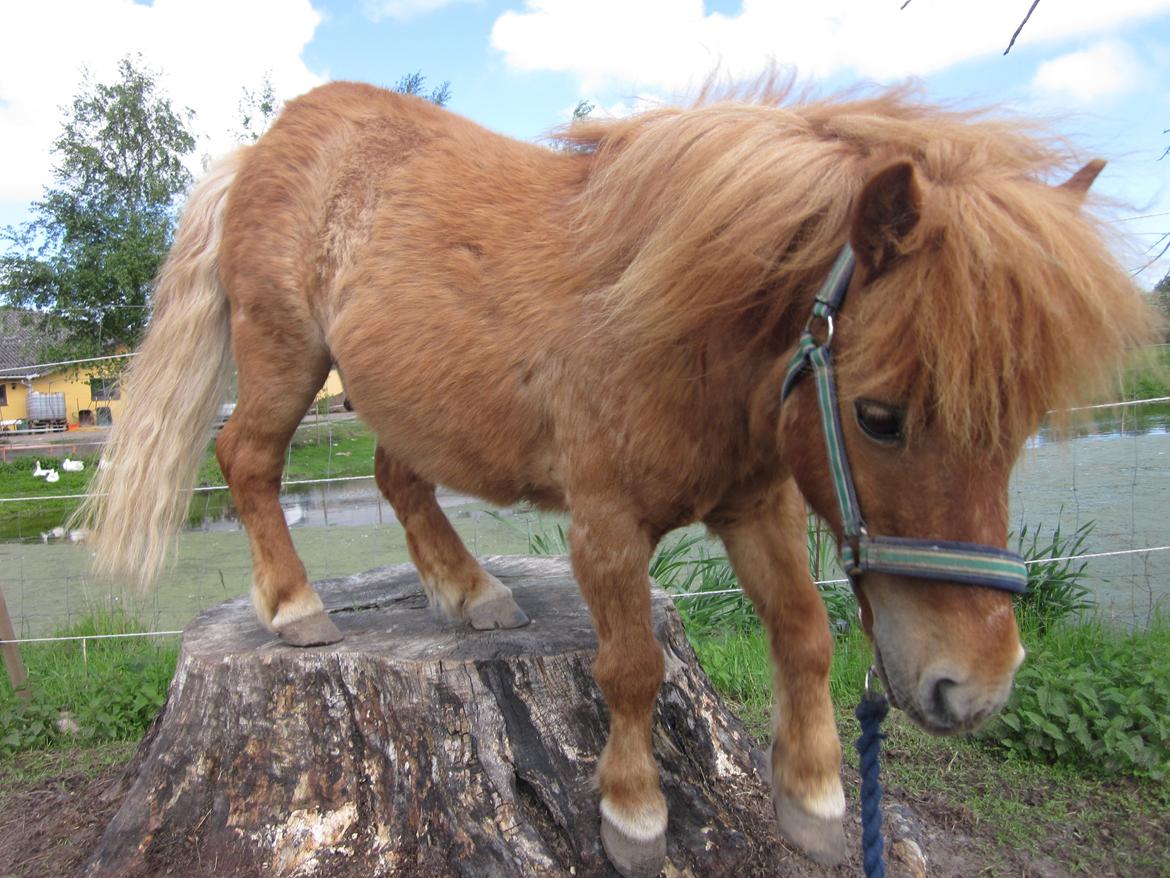 Shetlænder Lunte billede 2