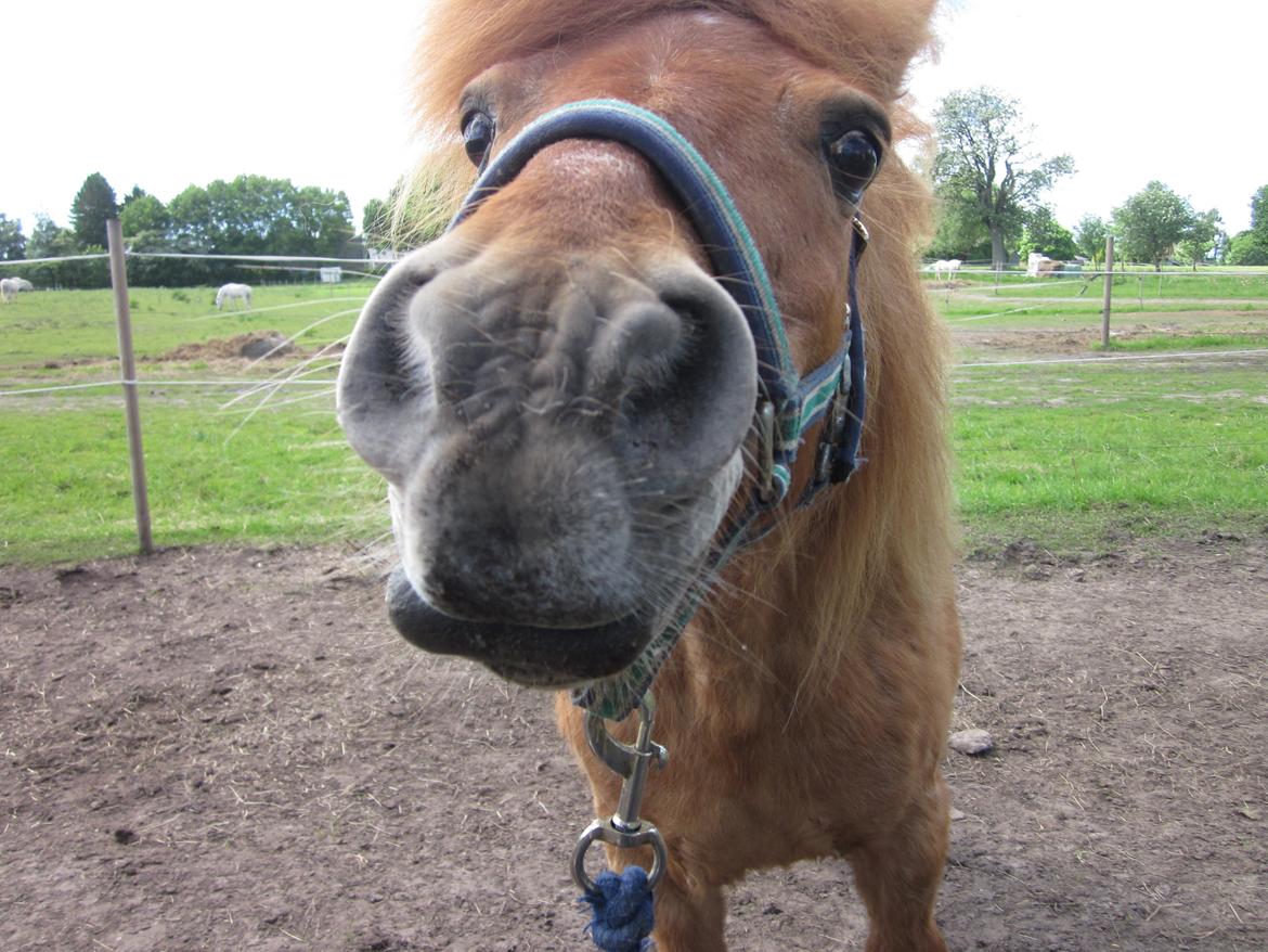 Shetlænder Lunte billede 3