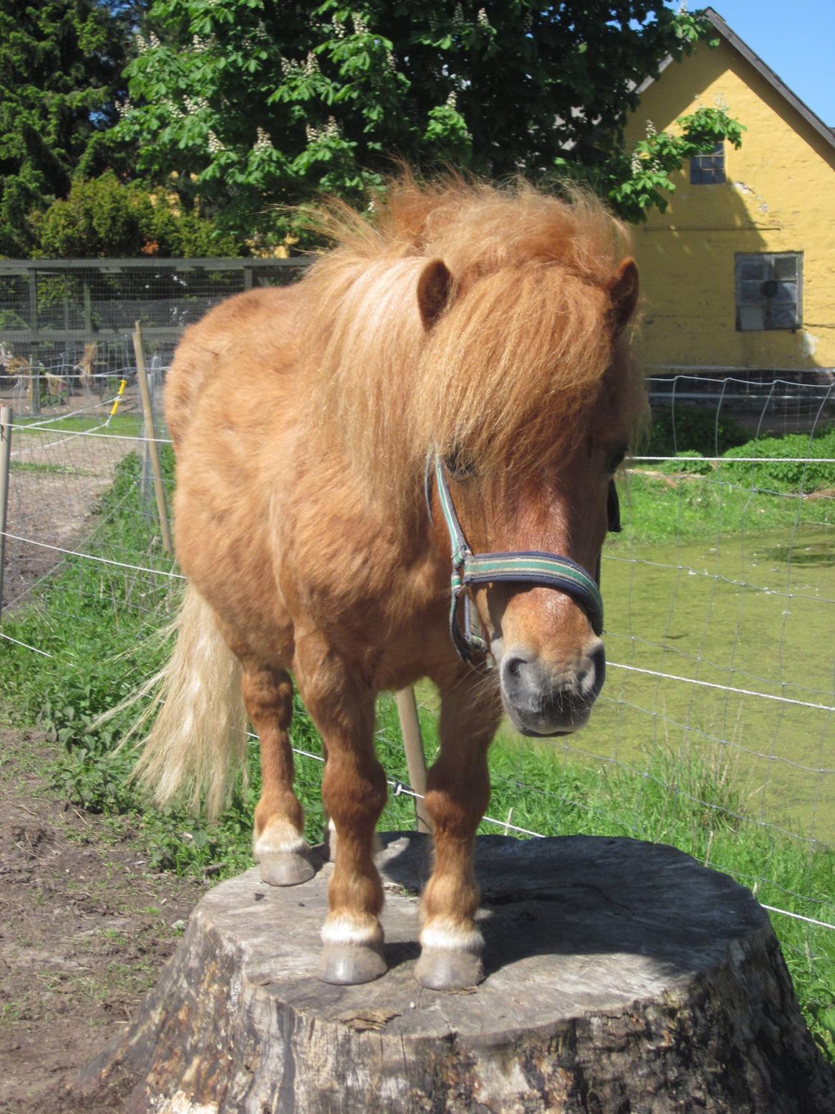 Shetlænder Lunte billede 1
