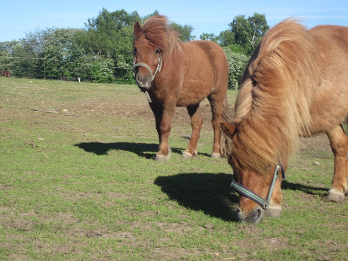 Shetlænder Lunte billede 4