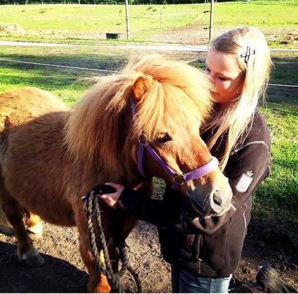 Shetlænder Lunte billede 5