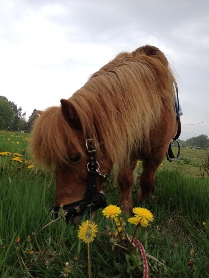 Shetlænder Lunte billede 6