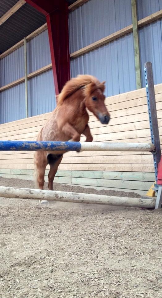 Shetlænder Lunte billede 7