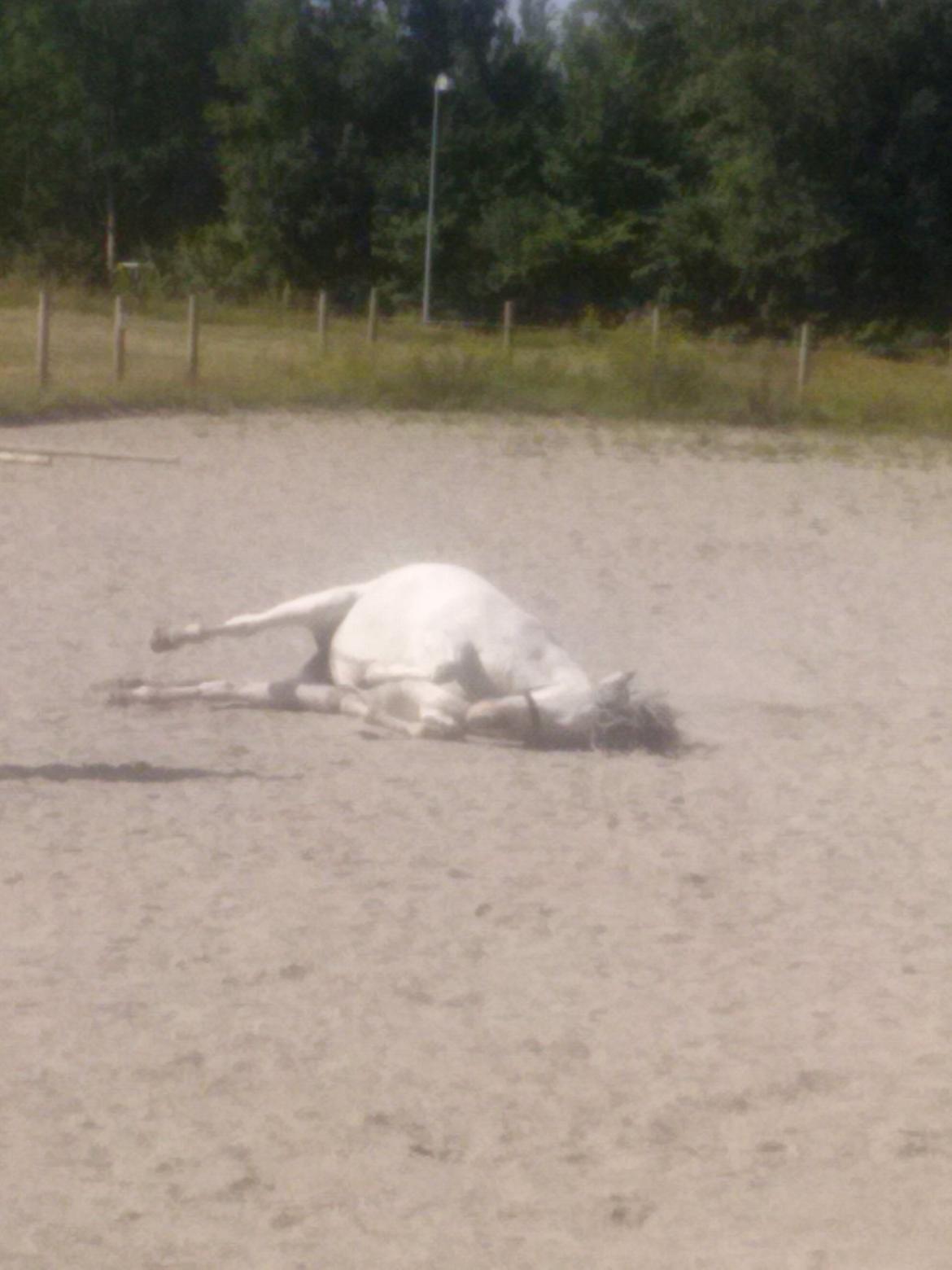 Hollandsk Sportspony Moonligt - rulle rulle billede 14