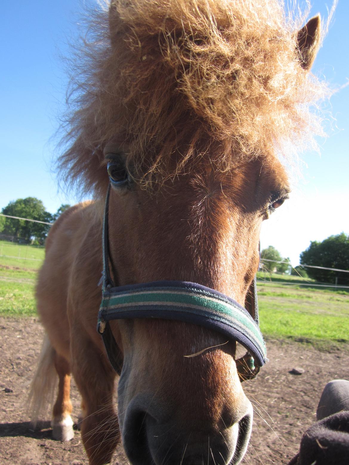 Shetlænder Lunte billede 8