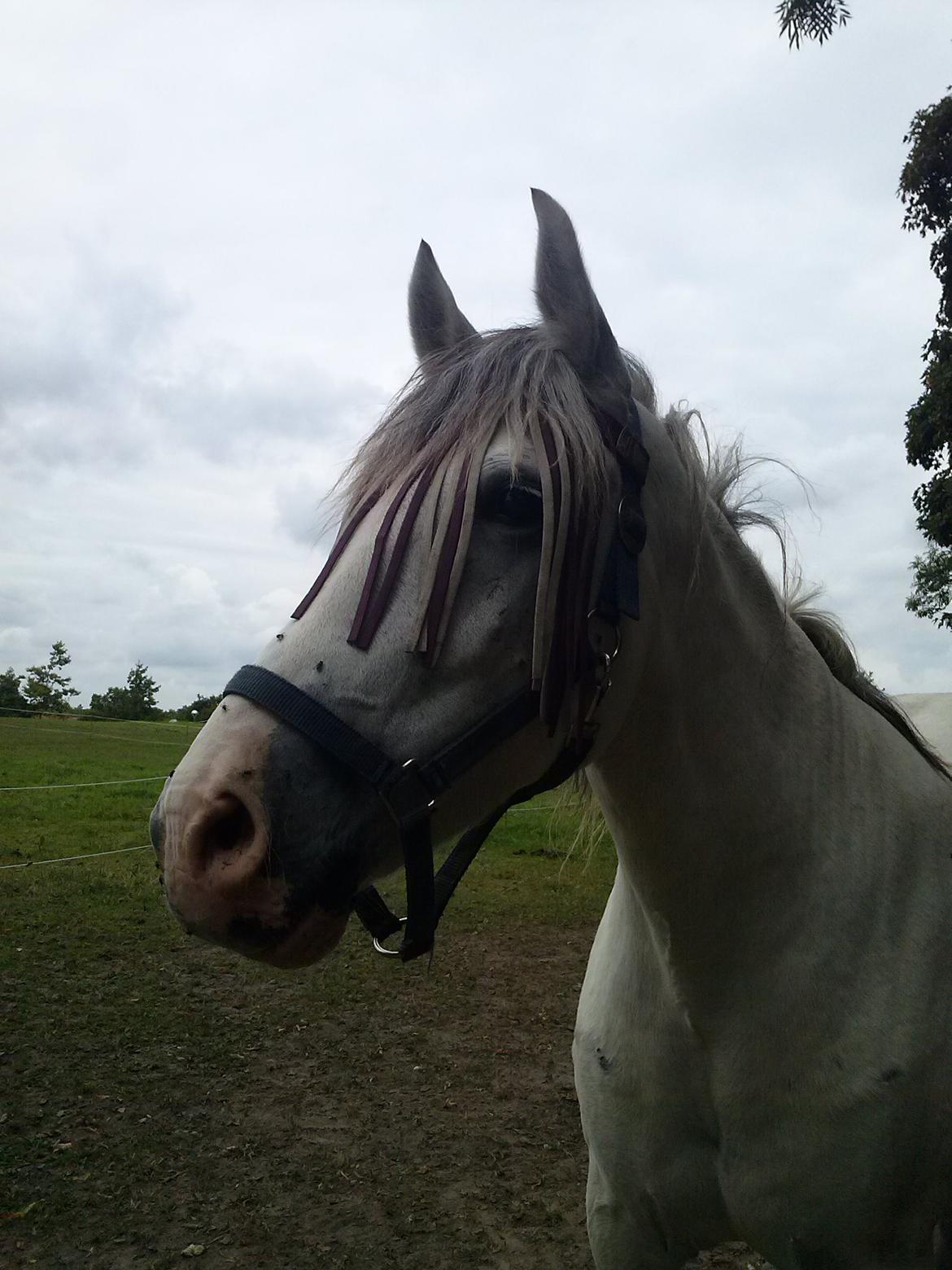 Hollandsk Sportspony Moonligt - Moolight <3 billede 15